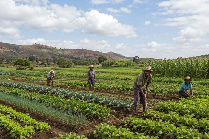 L'agriculture et une source de vraie richesse ...